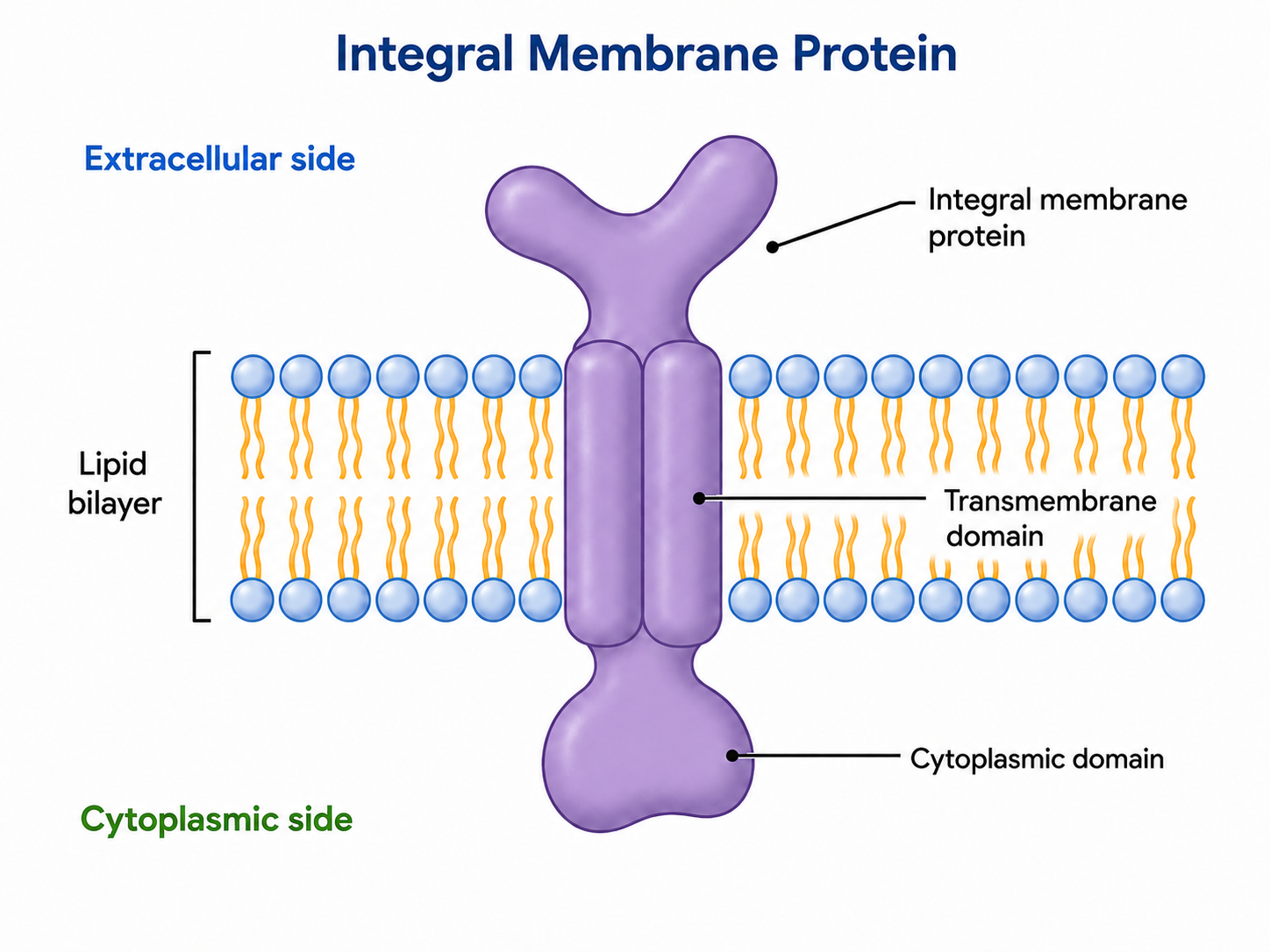 Membrane Protein in Lipid Bilayer